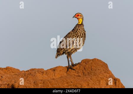 Une sauvagine à cou jaune, Pternistis leucoscepus, sur une butte de termites. VOI, Tsavo, Kenya Banque D'Images