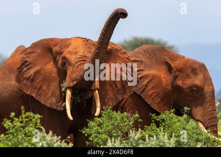 Un éléphant d'Afrique, Loxodonta Africana, navigant. VOI, Parc national de Tsavo, Kenya. Banque D'Images