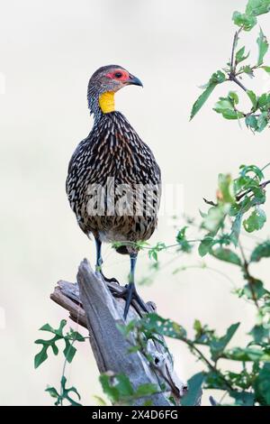 Portrait d'un poulailler à col jaune, Pternistis leucoscepus, qui perche sur un VI d'arbre, Tsavo, Kenya Banque D'Images