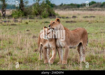 Deux lionesses, Panthera leo, saluant l'une l'autre avec le frottement de la tête. Réserve nationale de Masai Mara, Kenya. Banque D'Images