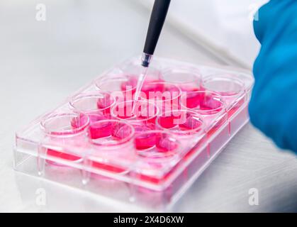 Vue rapprochée d'une personne dans un laboratoire scientifique portant des gants en caoutchouc tout en travaillant avec des échantillons au cours d'une procédure expérimentale. Banque D'Images