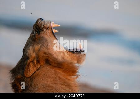 Gros plan d'un lion mâle, Panthera leo, bâillant. Sand River, réserve de Mala Mala, Afrique du Sud. Banque D'Images