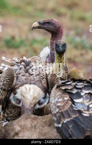 Vautours à dos blanc, Gyps africanus, sur une carcasse.Ndutu, zone de conservation de Ngorongoro, Tanzanie. Banque D'Images