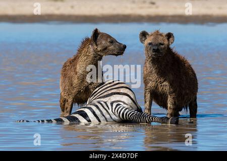 Hyaenas tachetées, Crocuta Crocuta, se nourrissant d'un zèbre tué dans l'eau. Ndutu, zone de conservation de Ngorongoro, Tanzanie. Banque D'Images