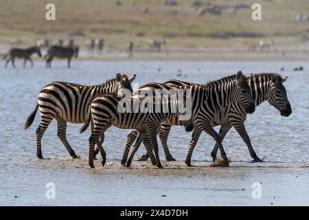 Zèbres de Burchell, Equus Quagga Burchellii, promenade dans le lac Hidden Valley.Ndutu, zone de conservation de Ngorongoro, Tanzanie. Banque D'Images