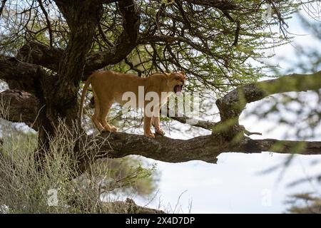 Une lionne, Panthera leo, debout et bâillonne sur une branche d'arbre.Ndutu, zone de conservation de Ngorongoro, Tanzanie. Banque D'Images