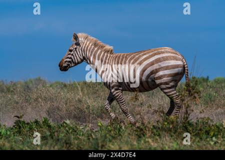 Un zèbre amelaniste rare des plaines, Equus quagga, dans la vallée cachée du Serengeti.Parc national du Serengeti, Tanzanie. Banque D'Images