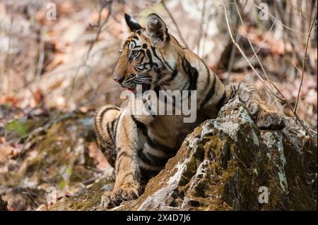 Un jeune tigre du Bengale, Panthera tigris tigris, dans la forêt du parc national indien Bandhavgarh.Madhya Pradesh, Inde. Banque D'Images