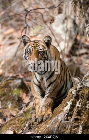 Un jeune tigre du Bengale, Panthera tigris tigris, dans la forêt du parc national indien Bandhavgarh.Madhya Pradesh, Inde. Banque D'Images