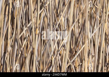 Tiges de roseau côtières sèches motif aléatoire un jour d'hiver, photo de fond naturel abstrait Banque D'Images