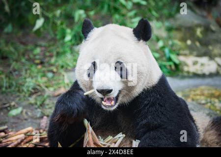 Giant Panda mange des branches de bambou dans le parc. Banque D'Images
