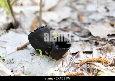 Champignon Urnula craterium poussant dans le feuillage de l'année dernière Banque D'Images