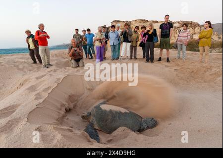 Touristes regardant une tortue verte, Chelonia mydas, couvrant son trou de nidification après avoir pondu ses œufs. RAS Al Jinz, Oman. (Usage éditorial uniquement) Banque D'Images