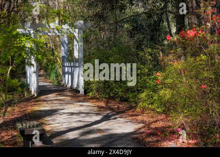 Sentier qui mène à travers la forêt des jardins Crypress avec des azalées en fleurs Banque D'Images