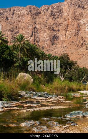 Une oasis calme et pittoresque à Wadi Tiwi, avec des herbes et des palmiers, au fond d'imposantes falaises.Wadi Tiwi, Oman. Banque D'Images