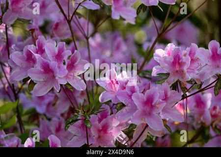 Gros plan des Azalées roses et blanches en pleine floraison Banque D'Images