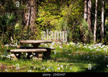 Une table de pique-nique en pierre et des bancs se trouvent parmi un groupe de lys blancs de printemps en fleurs dans les Cypress Gardens à Moncks Corner, Caroline du Sud. Banque D'Images