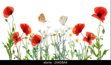 Belles fleurs de prairie en fleurs et papillons volants isolés sur blanc, design de bannière Banque D'Images