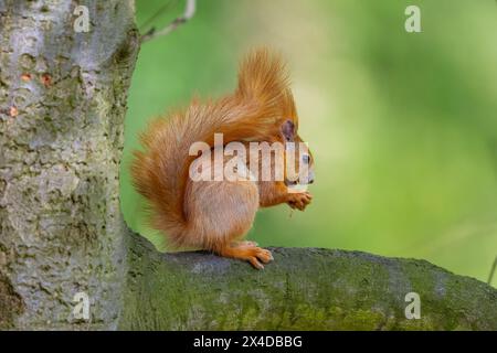 L'écureuil roux ou l'écureuil roux eurasien mangeant des cacahuètes. Sciurus vulgaris Banque D'Images