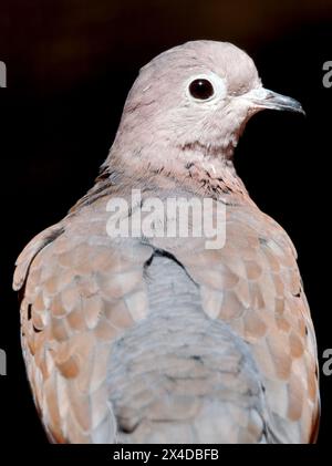 Colombe riante, colombe palmière, colombe du Sénégal, Palmtaube, Tourterelle maillée, Spilopelia senegalensis, pálmagerle Banque D'Images