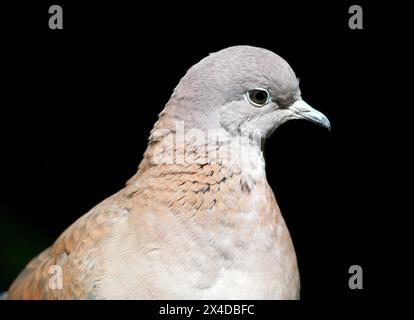 Colombe riante, colombe palmière, colombe du Sénégal, Palmtaube, Tourterelle maillée, Spilopelia senegalensis, pálmagerle Banque D'Images