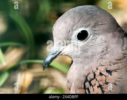 Colombe riante, colombe palmière, colombe du Sénégal, Palmtaube, Tourterelle maillée, Spilopelia senegalensis, pálmagerle Banque D'Images