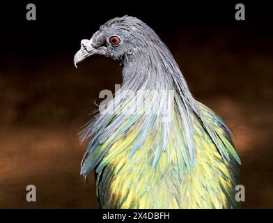 Pigeon de Nicobar, colombe de Nicobar, Kragentaube, Nicobar à camail, Caloenas nicobarica, sörényes galamb Banque D'Images