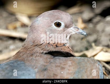 Colombe riante, colombe palmière, colombe du Sénégal, Palmtaube, Tourterelle maillée, Spilopelia senegalensis, pálmagerle Banque D'Images