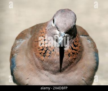 Colombe riante, colombe palmière, colombe du Sénégal, Palmtaube, Tourterelle maillée, Spilopelia senegalensis, pálmagerle Banque D'Images