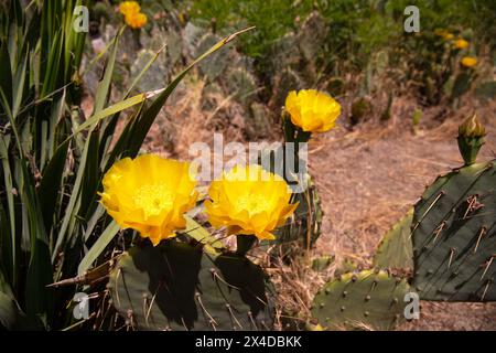 Belles fleurs d'un cactus sur le boulevard. Bakou. Azerbaïdjan. Banque D'Images