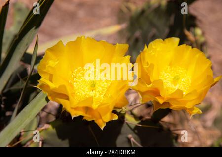 Belles fleurs d'un cactus sur le boulevard. Bakou. Azerbaïdjan. Banque D'Images