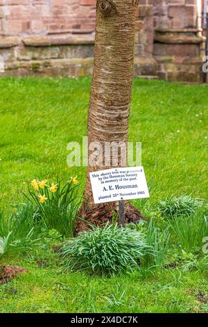 Un cerisier planté comme mémorial au poète A E Housman à côté de l'église St Laurences dans la ville médiévale de Ludlow, Shropshire, Angleterre Banque D'Images