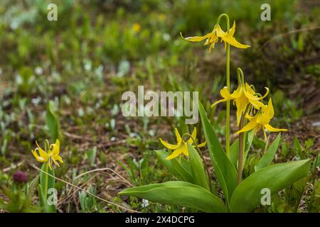 Canada, Alberta, Parc national Banff. Fleurs jaunes de nénuphars à Sunshine Meadows. Banque D'Images