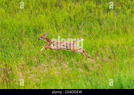 Canada, Manitoba. Fauve de cerf de Virginie sautant dans l'herbe. Banque D'Images