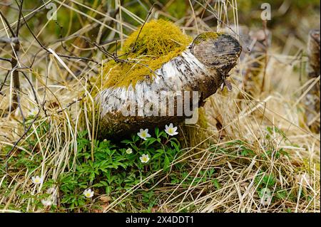 La mousse vert vif recouvre une bûche de bouleau tombée, entourée d'herbes et de petites fleurs sauvages blanches, créant une scène forestière tranquille. Banque D'Images