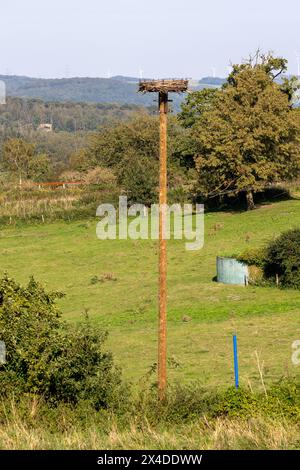 Cigogne nid sur un lampadaire contre le ciel nuageux. Banque D'Images