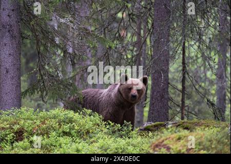 Portrait d'un ours brun européen, Ursus arctos, dans la forêt. Kuhmo, Oulu, Finlande. Banque D'Images