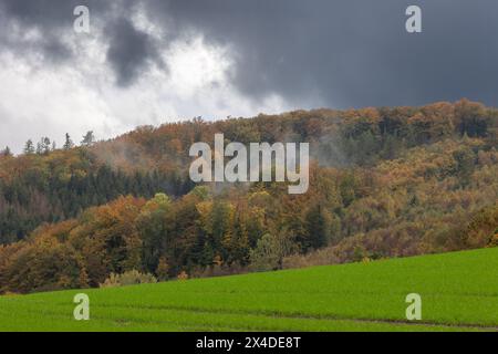 Forêt brumeuse. Forêt de pins dense dans la brume matinale un jour d'automne dans le Sauerland Banque D'Images