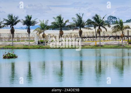 Un lac artificiel, source d'eau pour l'irrigation, est vu devant des serres dans une ferme de fleurs coupées à Rionegro, en Colombie, le 15 mars 2024. Banque D'Images
