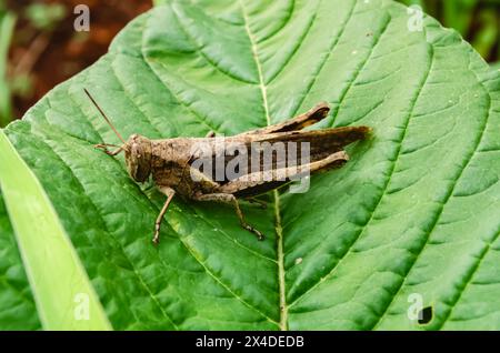 Sauterelle sur Callaloo Leaf Banque D'Images