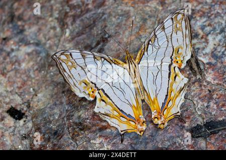 Le papillon érable commun (Cyrestis thyodamas) debout sur un sol rocheux granitique, Thaïlande Banque D'Images