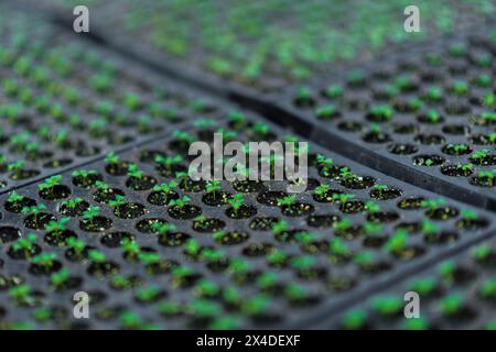 Des semis de chrysanthème germent dans un plateau de semis dans la pépinière d'une ferme de fleurs coupées à Rionegro, en Colombie, le 15 mars 2024. Banque D'Images