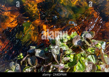 Fond naturel de texture de l'eau et d'algues flottantes. Gros plan. Foyer sélectionné. Photo de haute qualité Banque D'Images