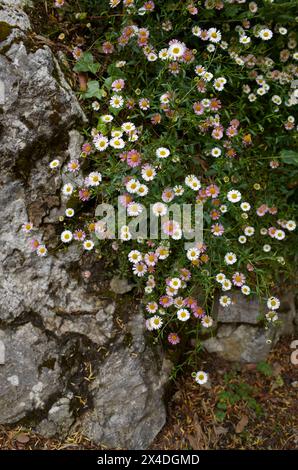 Fleurs roses et blanches Banque D'Images