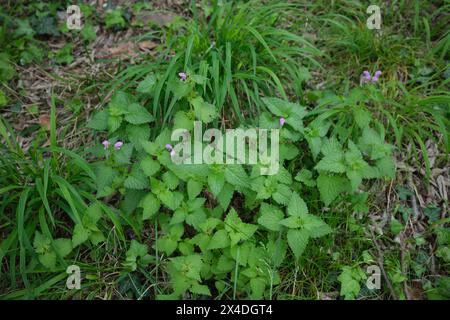 Lamium maculatum en fleurs Banque D'Images