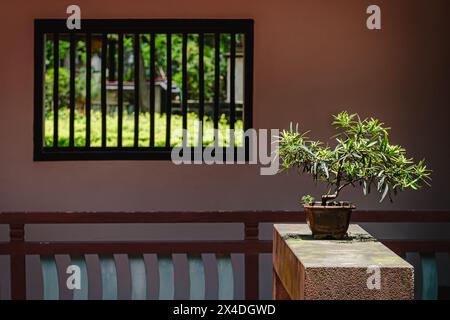 Le paysage de jardin chinois classique présente une fenêtre de style treillis sur le couloir et une plante en pot sur une étagère en pierre surélevée. Banque D'Images