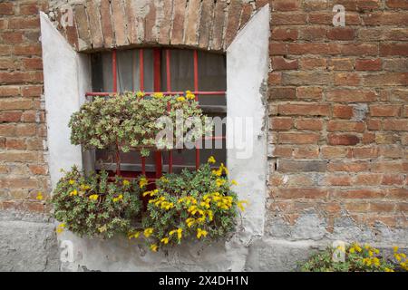 Fleurs jaunes Sedum palmeri Banque D'Images