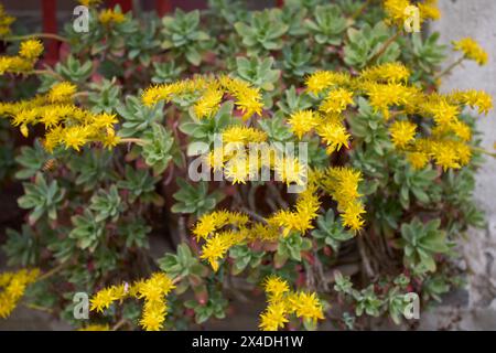 Fleurs jaunes Sedum palmeri Banque D'Images