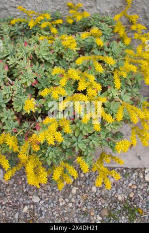 Fleurs jaunes Sedum palmeri Banque D'Images