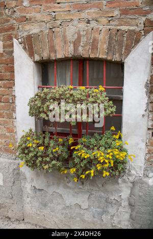 Fleurs jaunes Sedum palmeri Banque D'Images